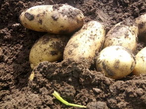 冀张薯土豆种子226的农作物种子生产 技术要点与产业实践