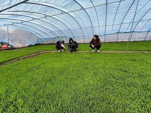 齐齐哈尔市碾子山区多措并举，力促春耕备耕与农作物种子生产