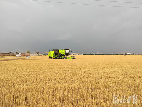 河北千亩以上规模小麦亩产创新高 778.88公斤纪录诞生