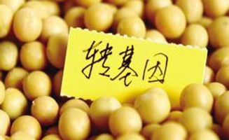 转基因阴谋论的技术盲点 从种子生产视角解构迷思