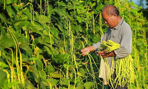家庭种植指南 掌握这些蔬菜留种技巧，轻松实现种子自给