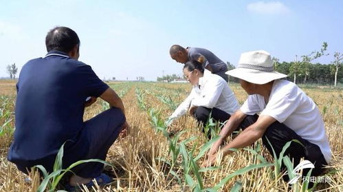 山东五市普降中雨 农技专家指导抢墒播种与田间管理