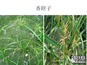 高清杂草图谱 助力农作物种子生产精准除草