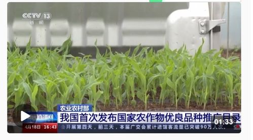 种业振兴行动扎实推进，今年农作物种子供给充足保障粮食安全