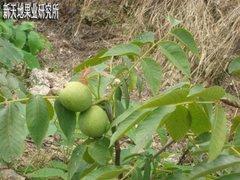 烟台8518核桃苗市场价格及供应概况