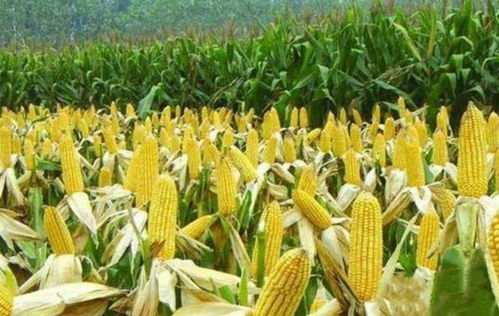 提升自主育种能力，筑牢粮食安全根基——农业农村部加大农作物与畜禽良种攻关