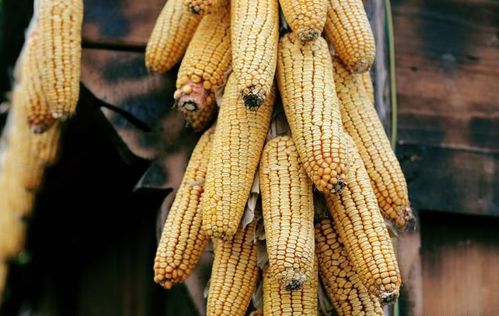 5个专治挑食小妙招 巧用农作物种子生产知识，让孩子爱上吃饭长高高