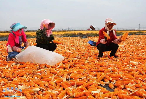 金黄的秋收 张掖百万亩制种玉米忙收获
