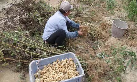 农村一类农作物 亩产2吨却无人问津，种植难题面面观